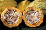 cabosse cacao story